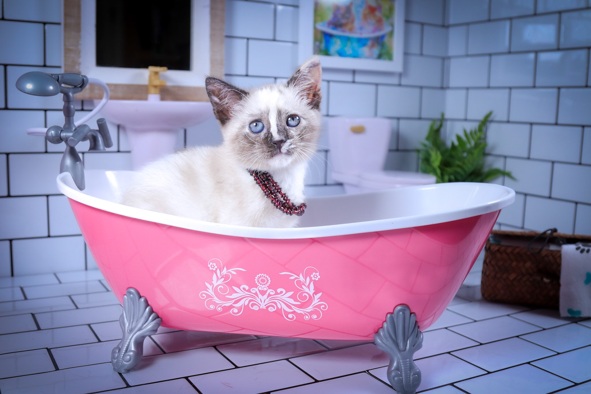 Lana (F-DSH-Tortie Point Siamese)