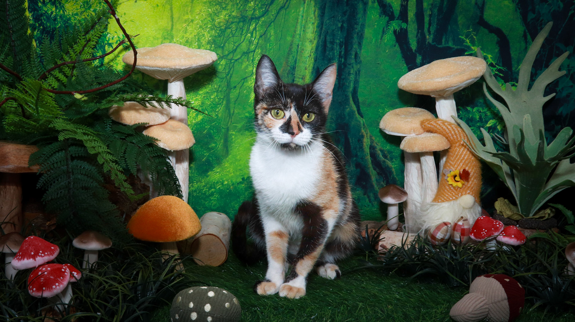 Honey (F-DSH-Calico)