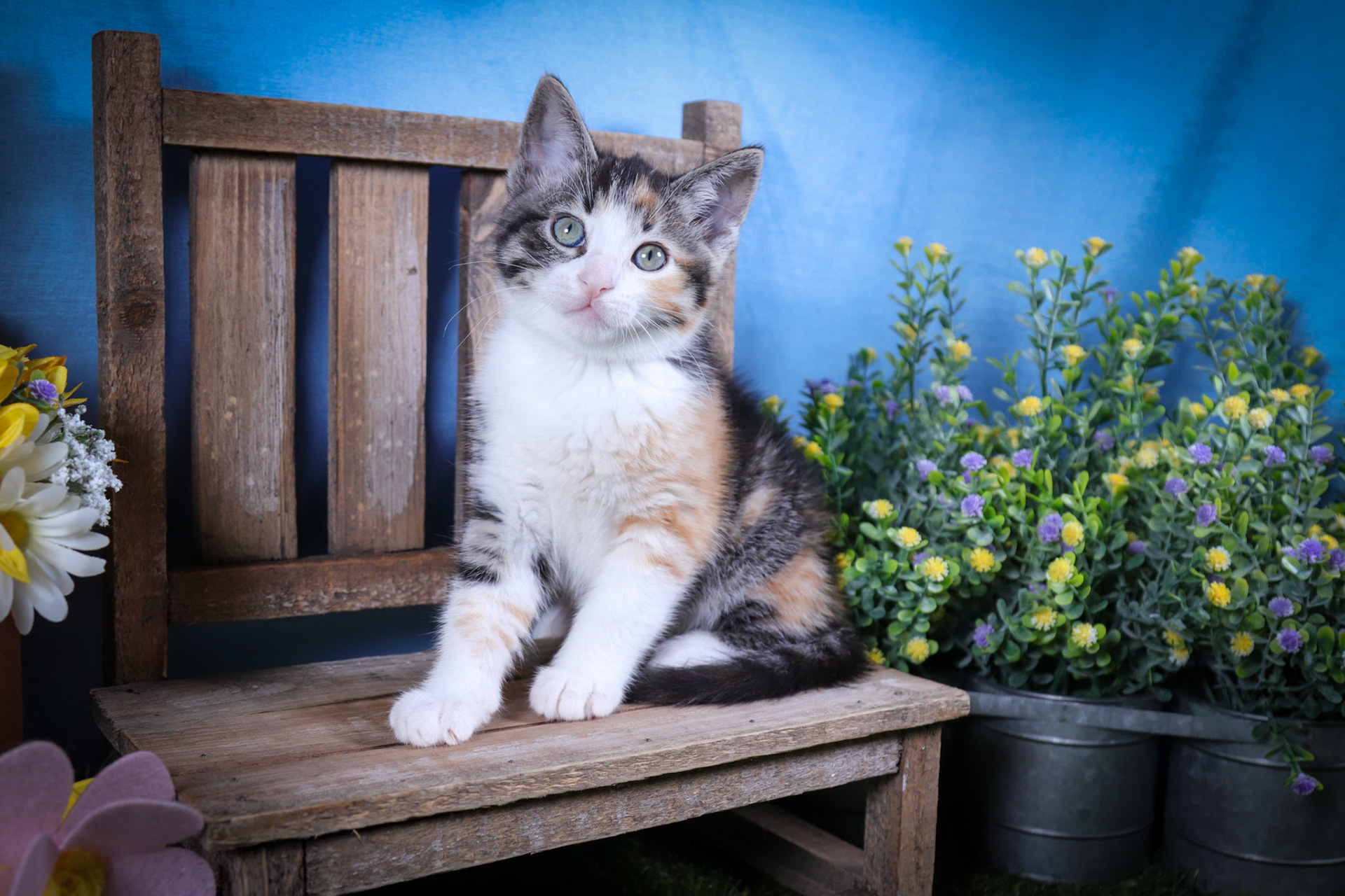 Lottie (F-DSH-Calico)
