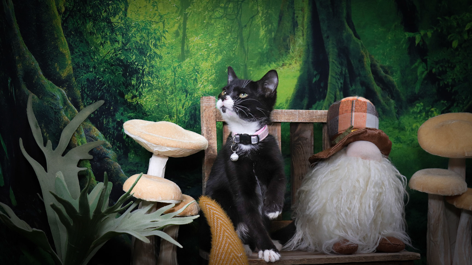 Enid (F-DSH-Black/White/Tuxie)