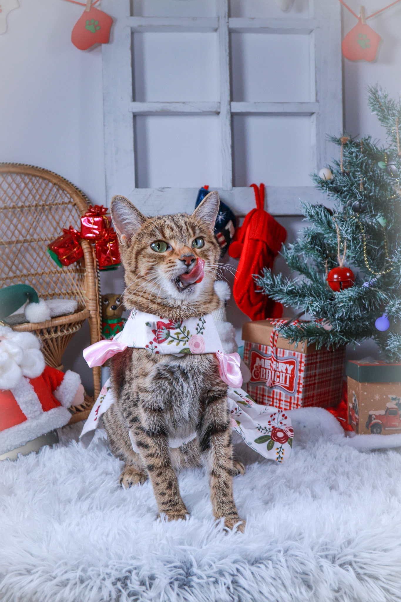 Keiko (F-DSH-Tabby/Bengal Mix)