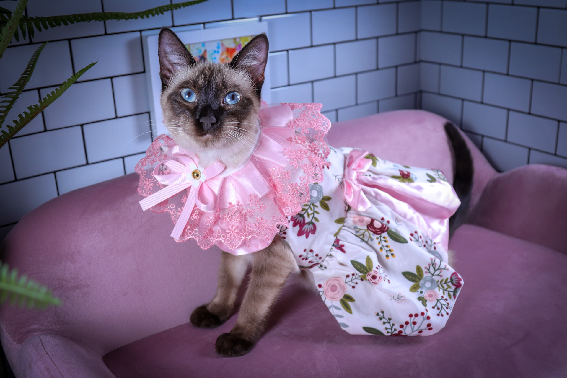Lenore (F-DSH-Seal Point Siamese)