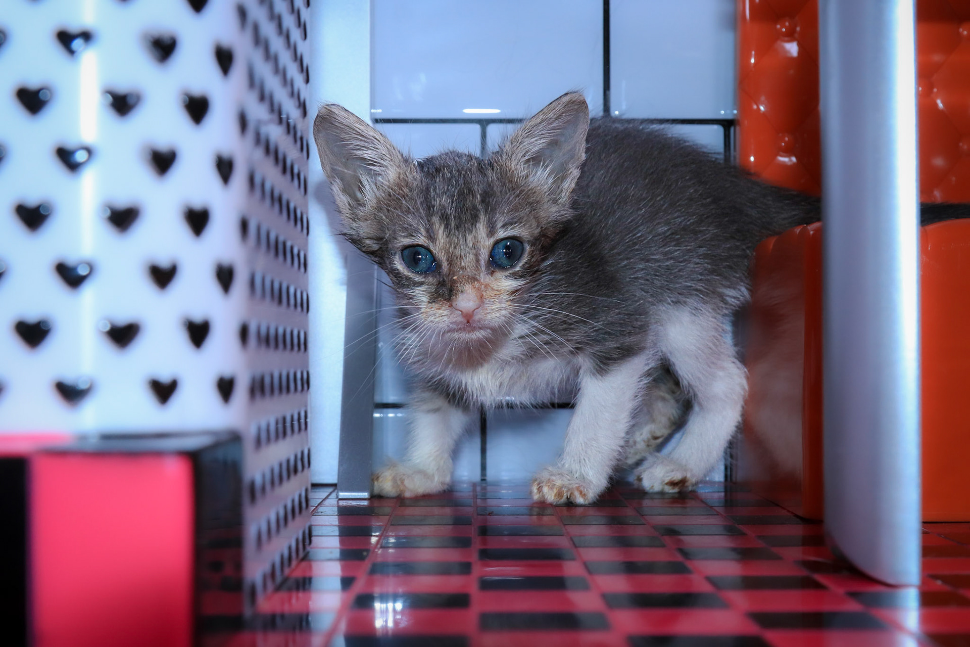 Tag (F-DSH-Grey/White/Tabby)
