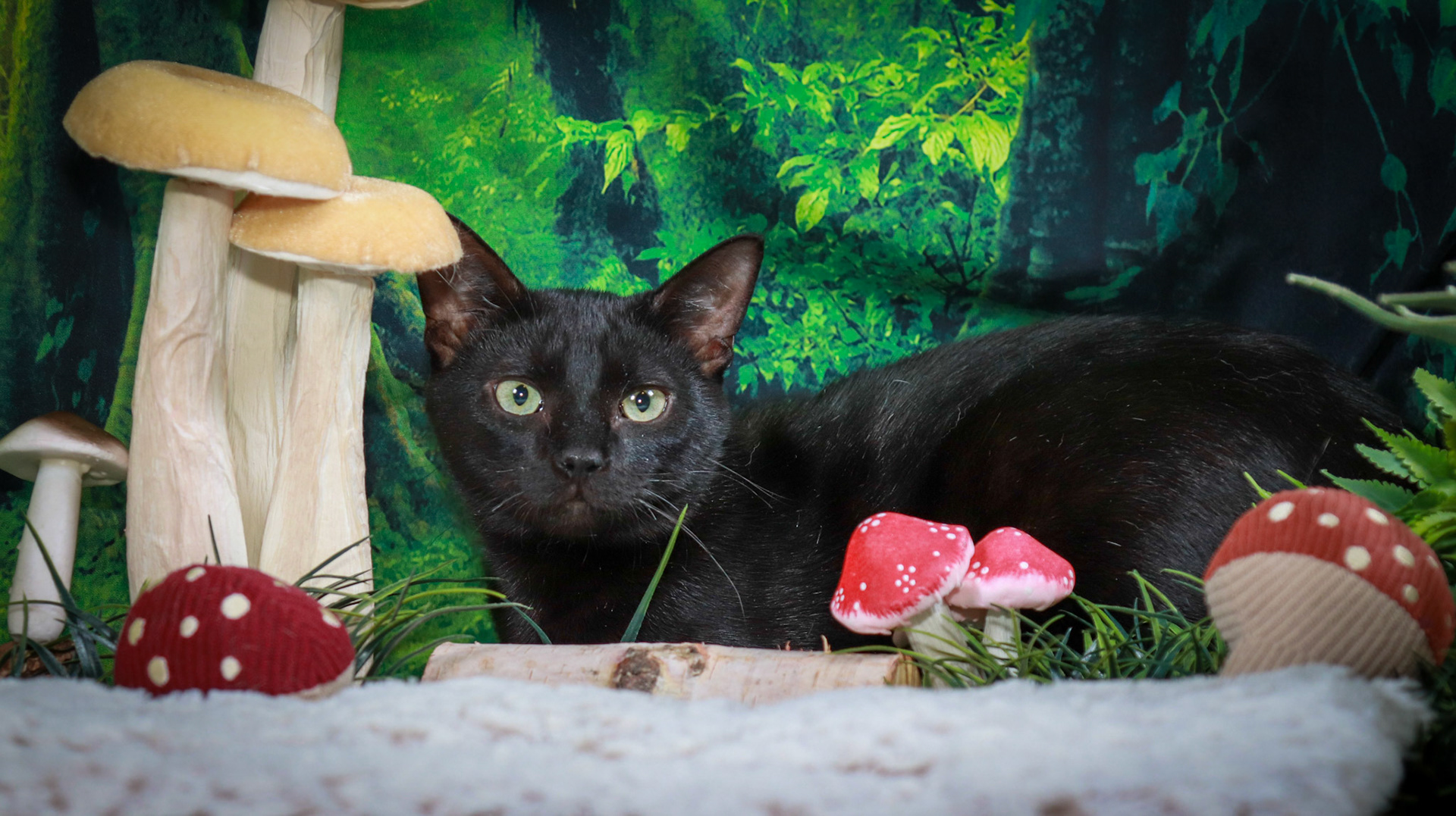 Binx (M-DSH-Black)