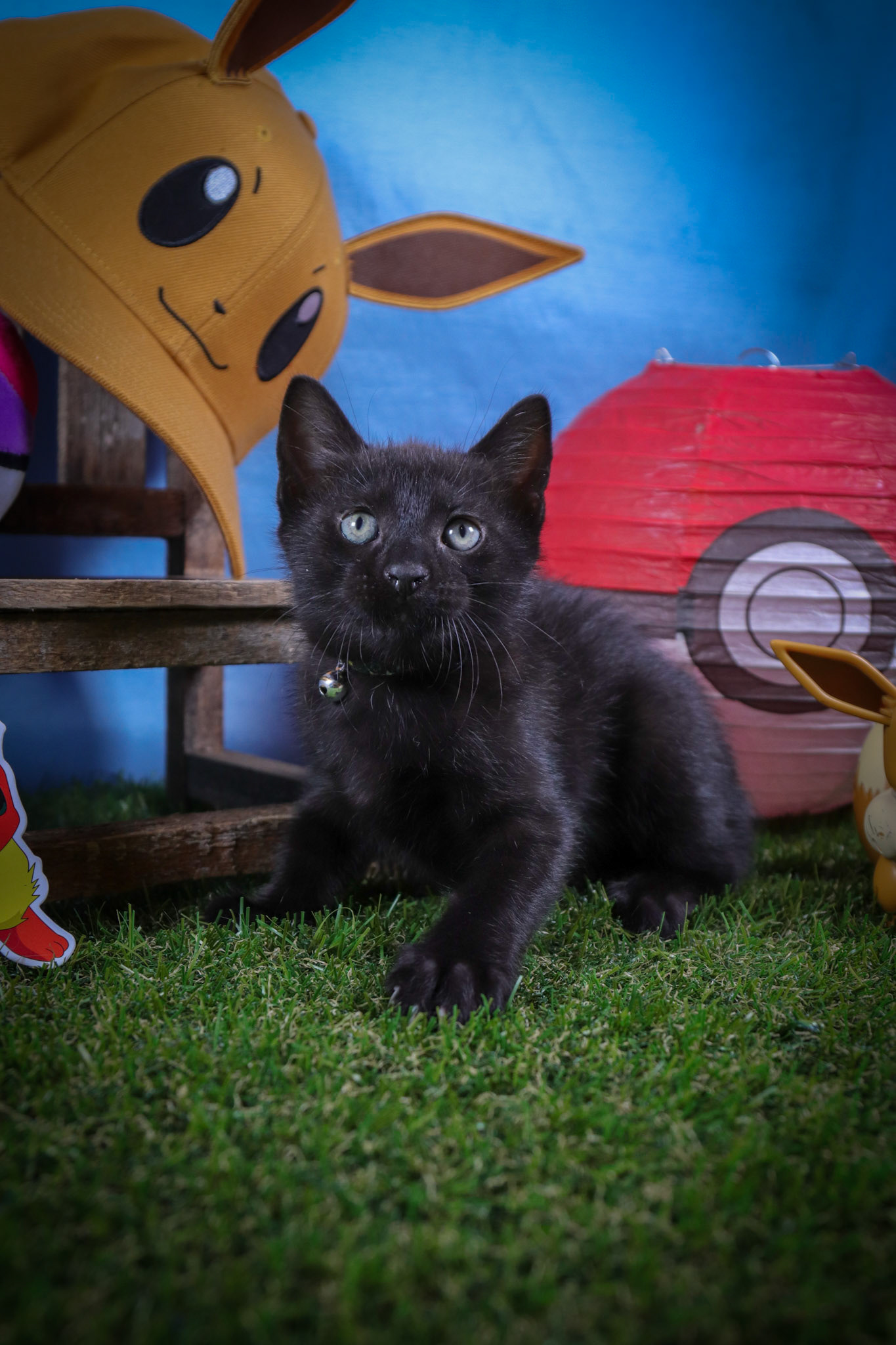 Flareon (M-DSH-Black)