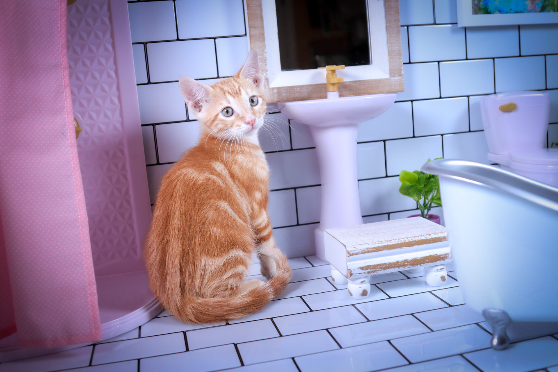 Cheetos (M-DSH-Dark/Bullseye/Ginger Tabby)