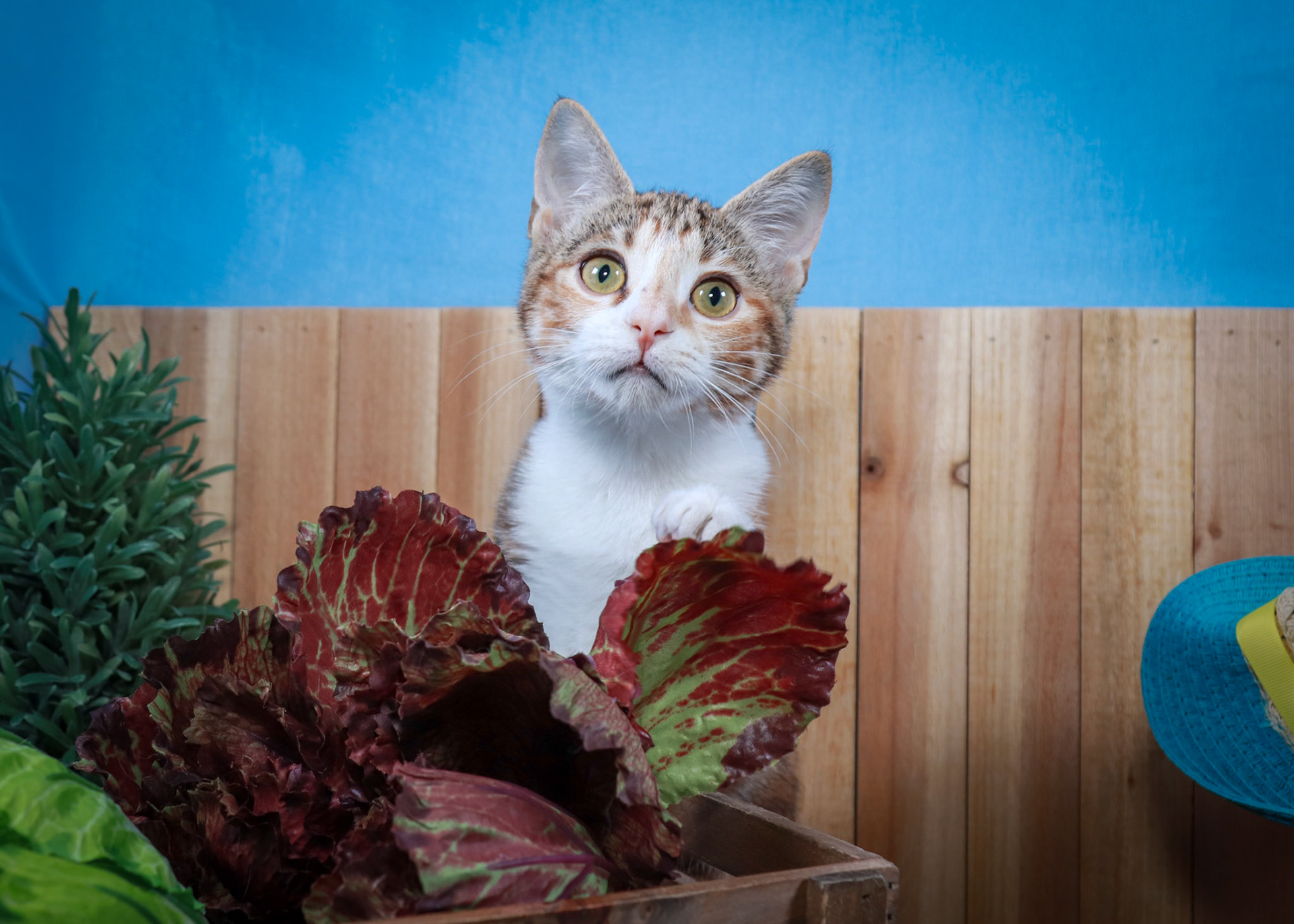 Dottie (F-DSH-Tabbico)