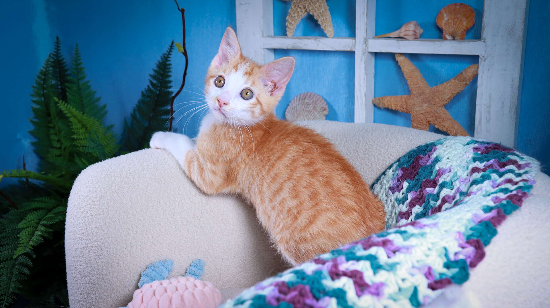 Pickles (M-DSH-Ginger/White/Tuxie)