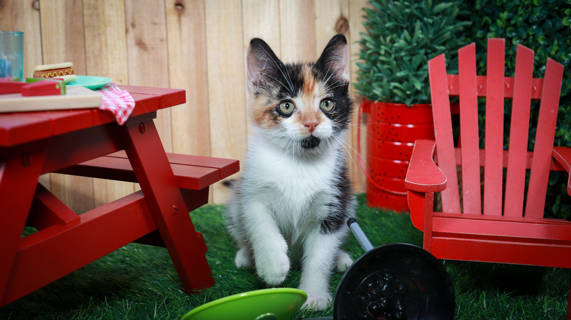 Calypso (F-DSH-Calico)