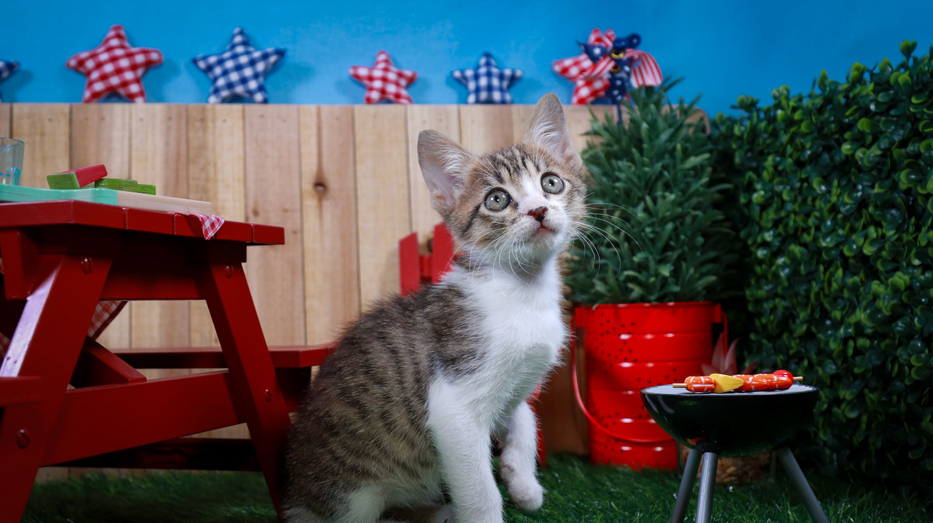 Eragon (M-DSH-Tabby/White)
