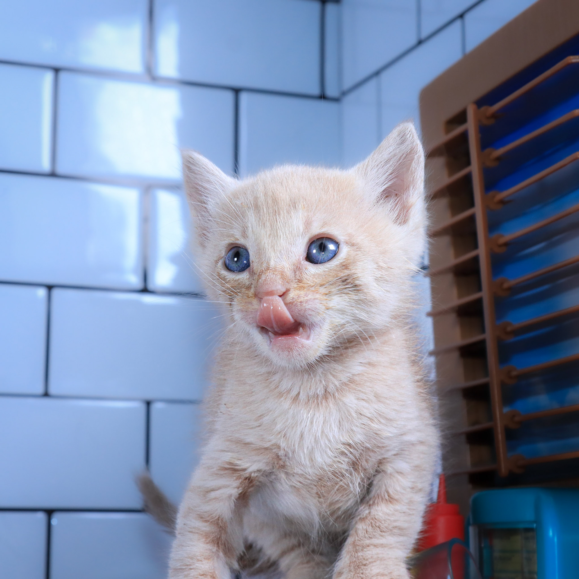 Leopold (M-DSH-Ginger)