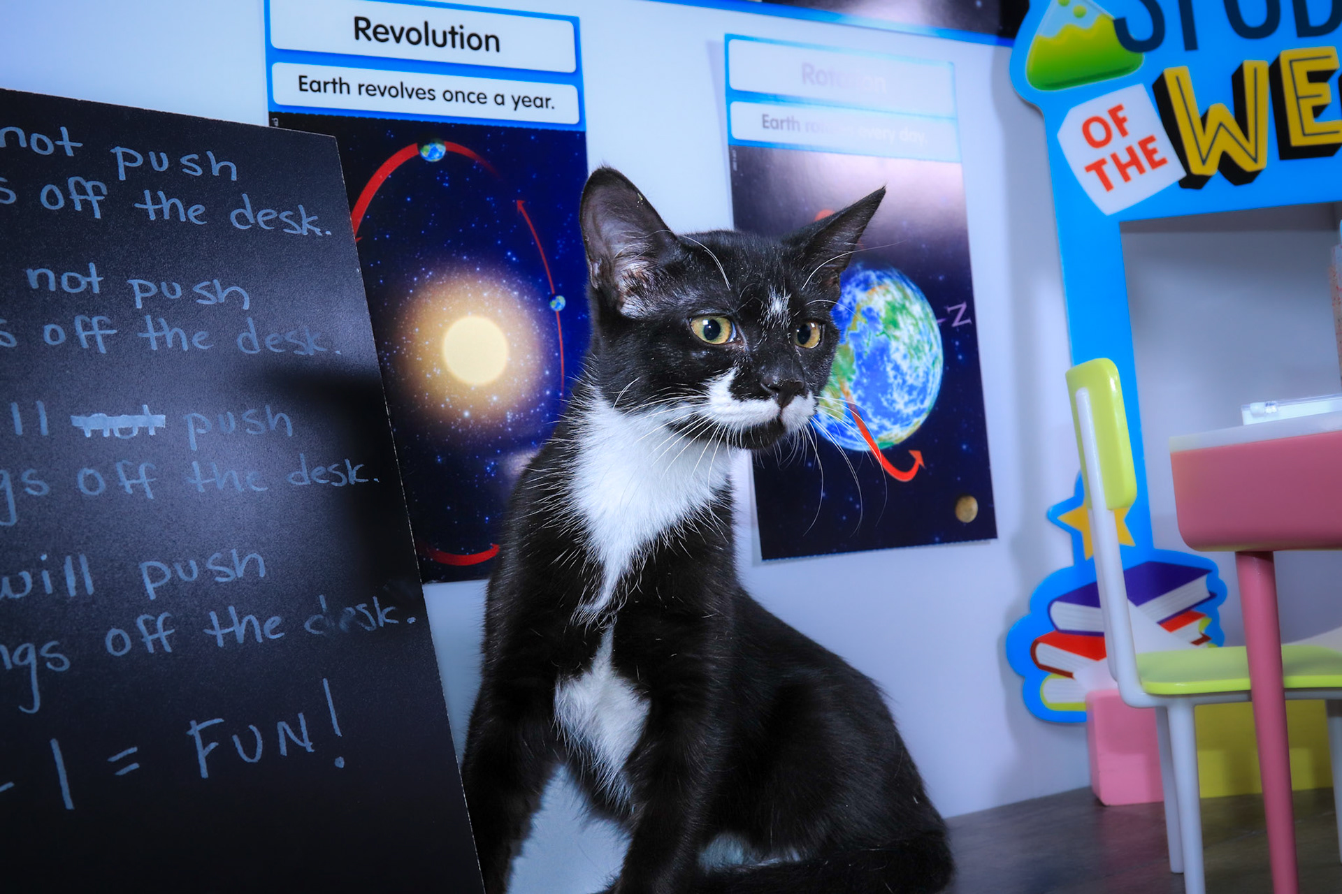 Mittens (M-DSH-Black/White/Tuxie)