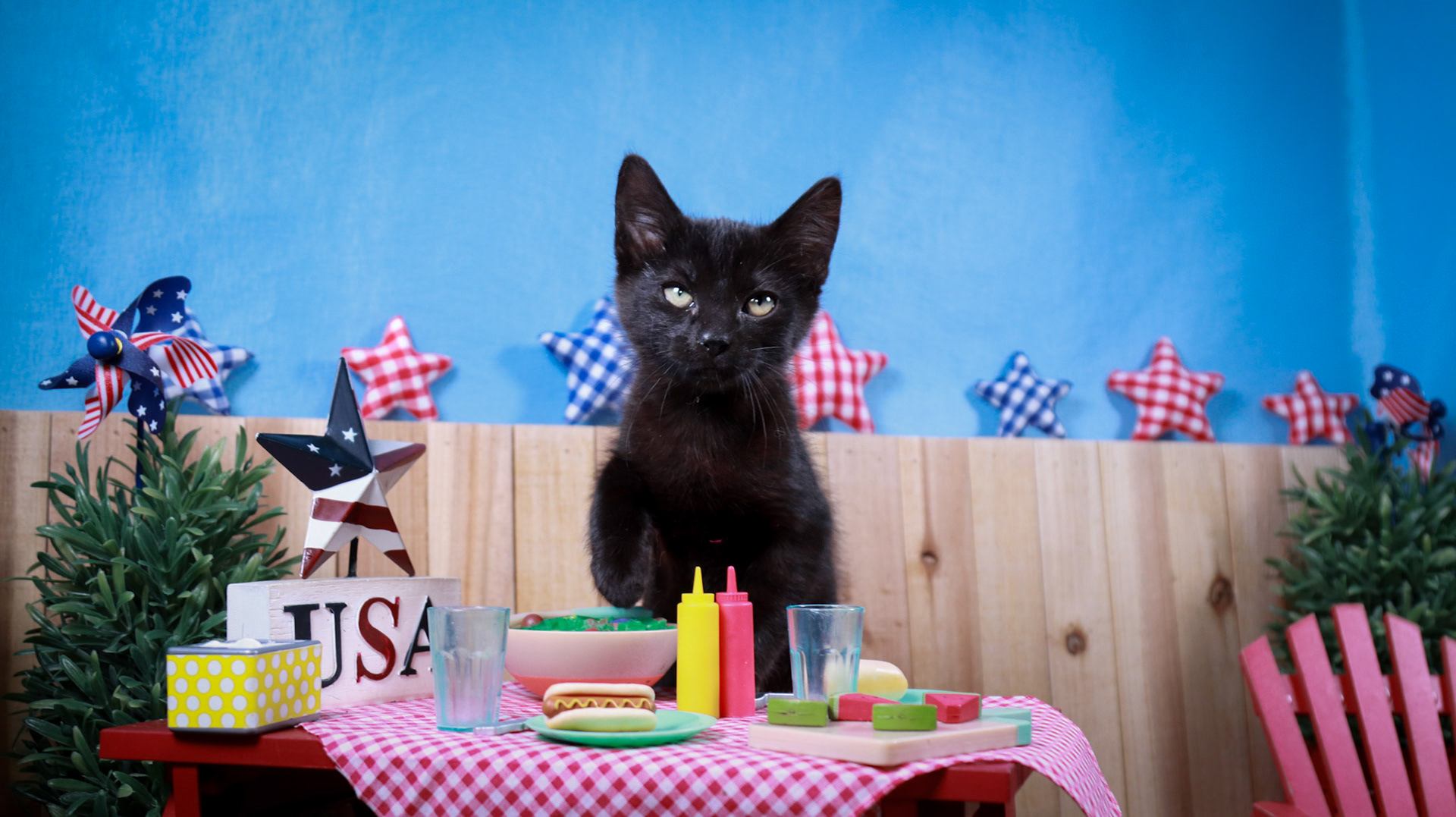 Penelope (F-DSH-Black)