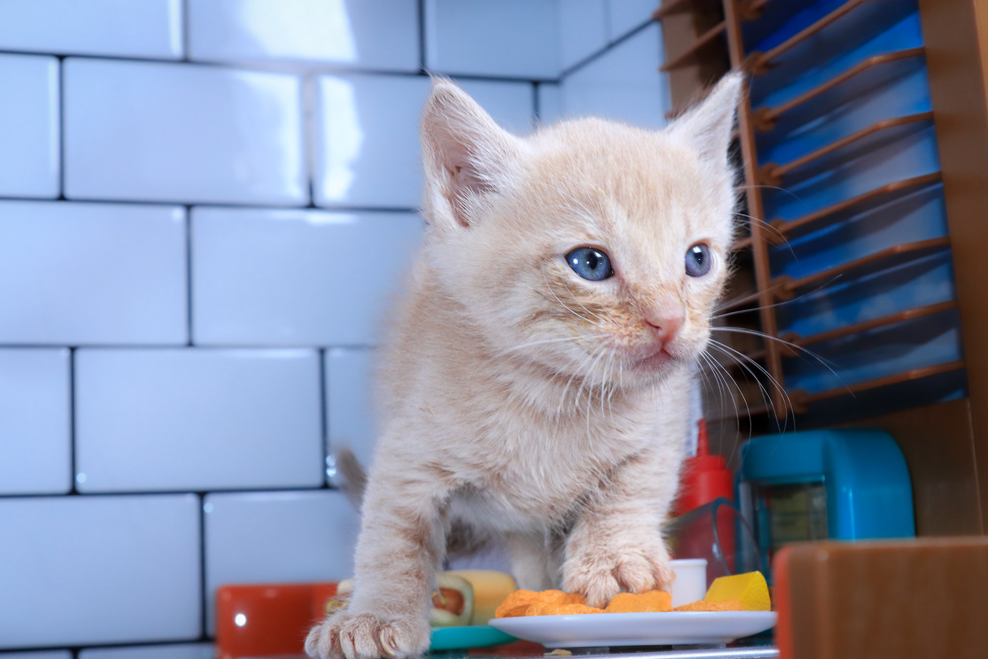 Leopold (M-DSH-Ginger)