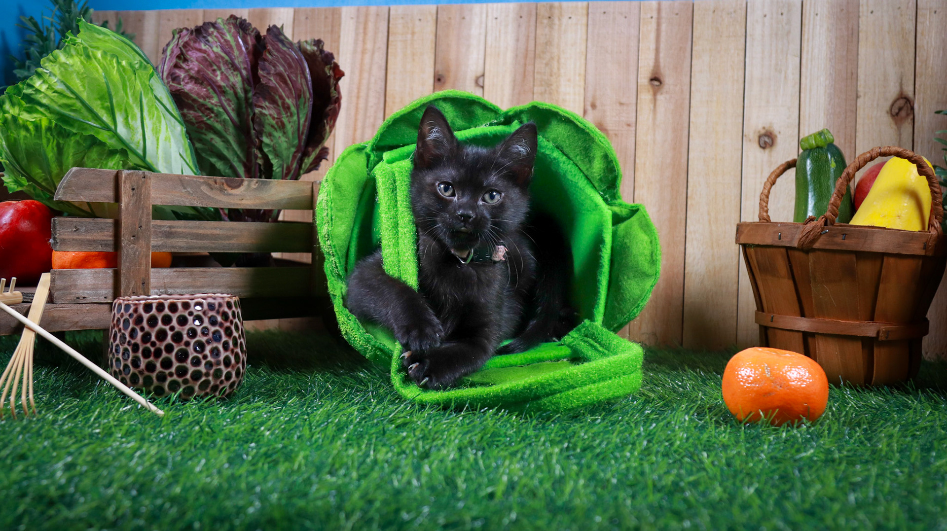 Otter (F-DSH-Black)