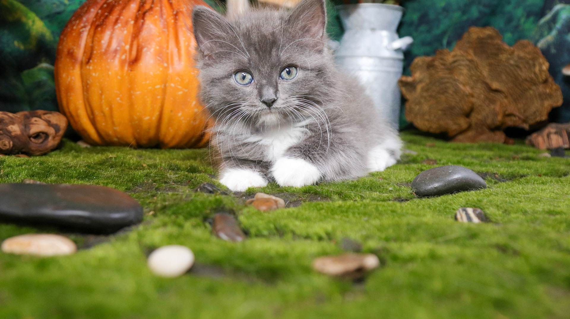Oakley (F-DLH-Gray/White/Tuxie)