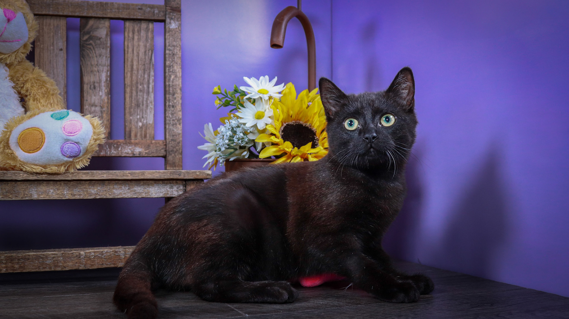 Licorice (F-DSH-Black)