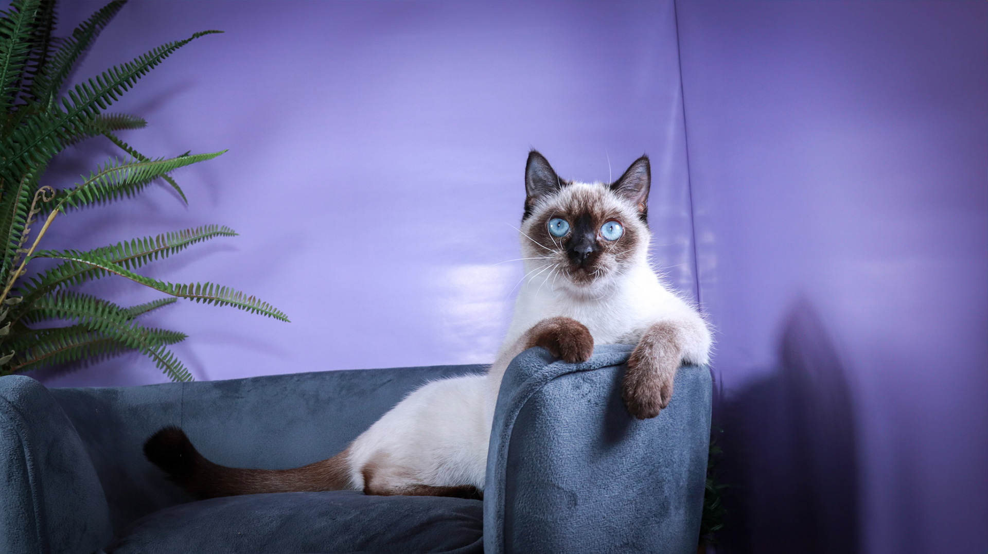 Meci (F-DSH-Seal Point Siamese)