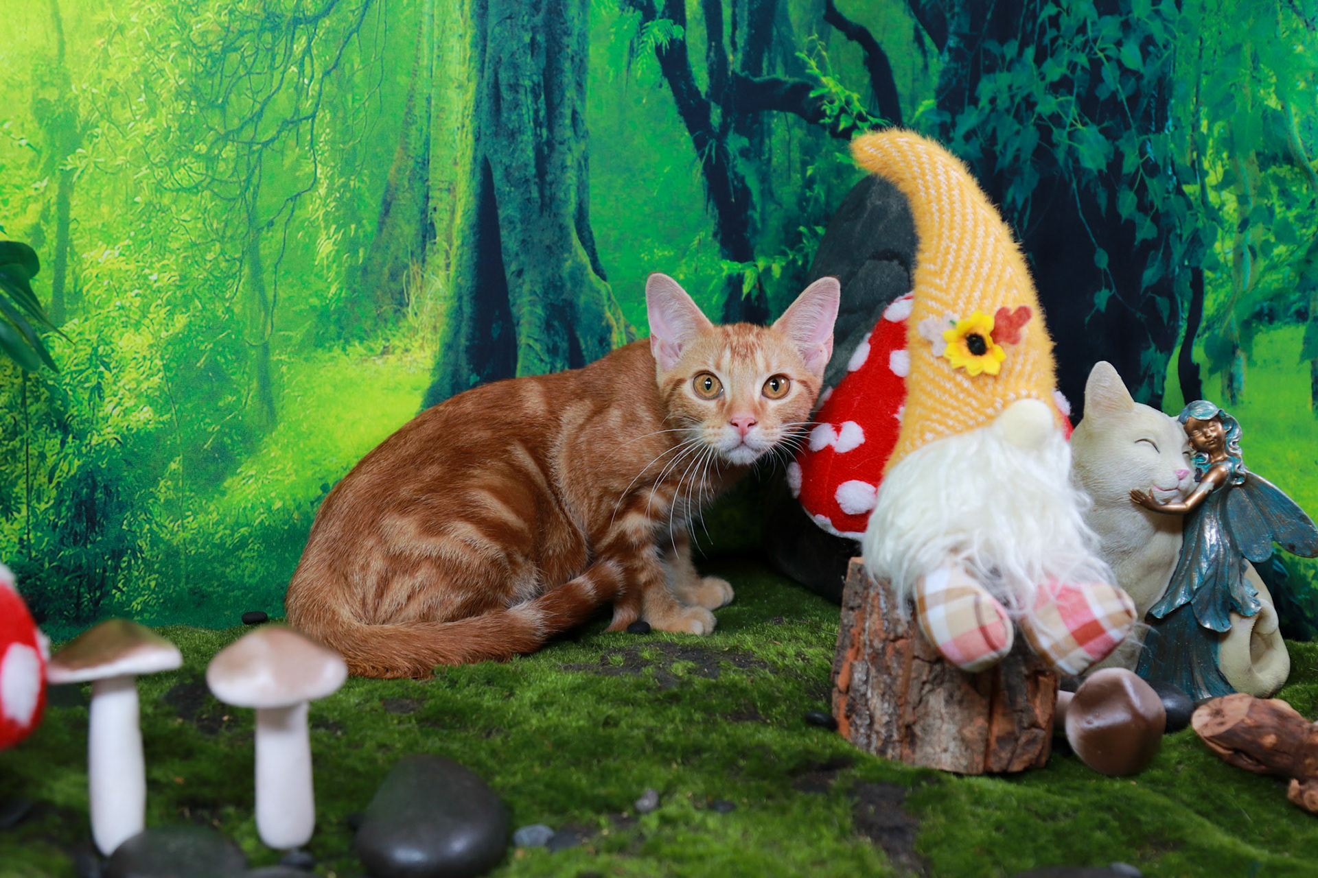 Peaches (F-DSH-Ginger/Bullseye/Tabby)