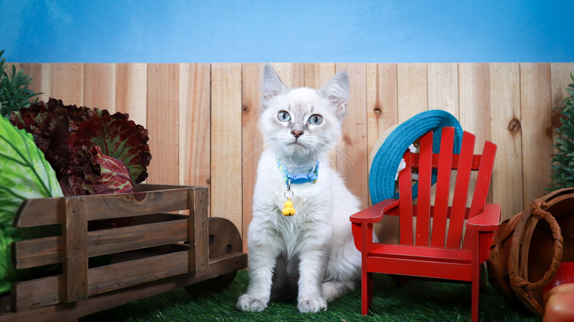 Elizabeth Taylor (F-DLH-Lynx Point Siamese)
