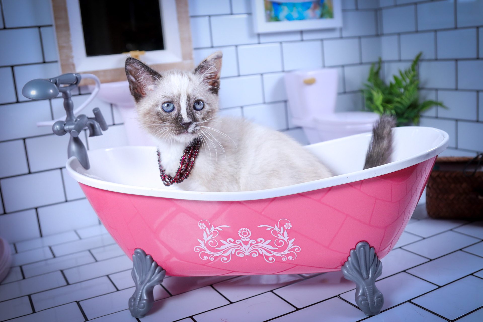 Lana (F-DSH-Tortie Point Siamese)