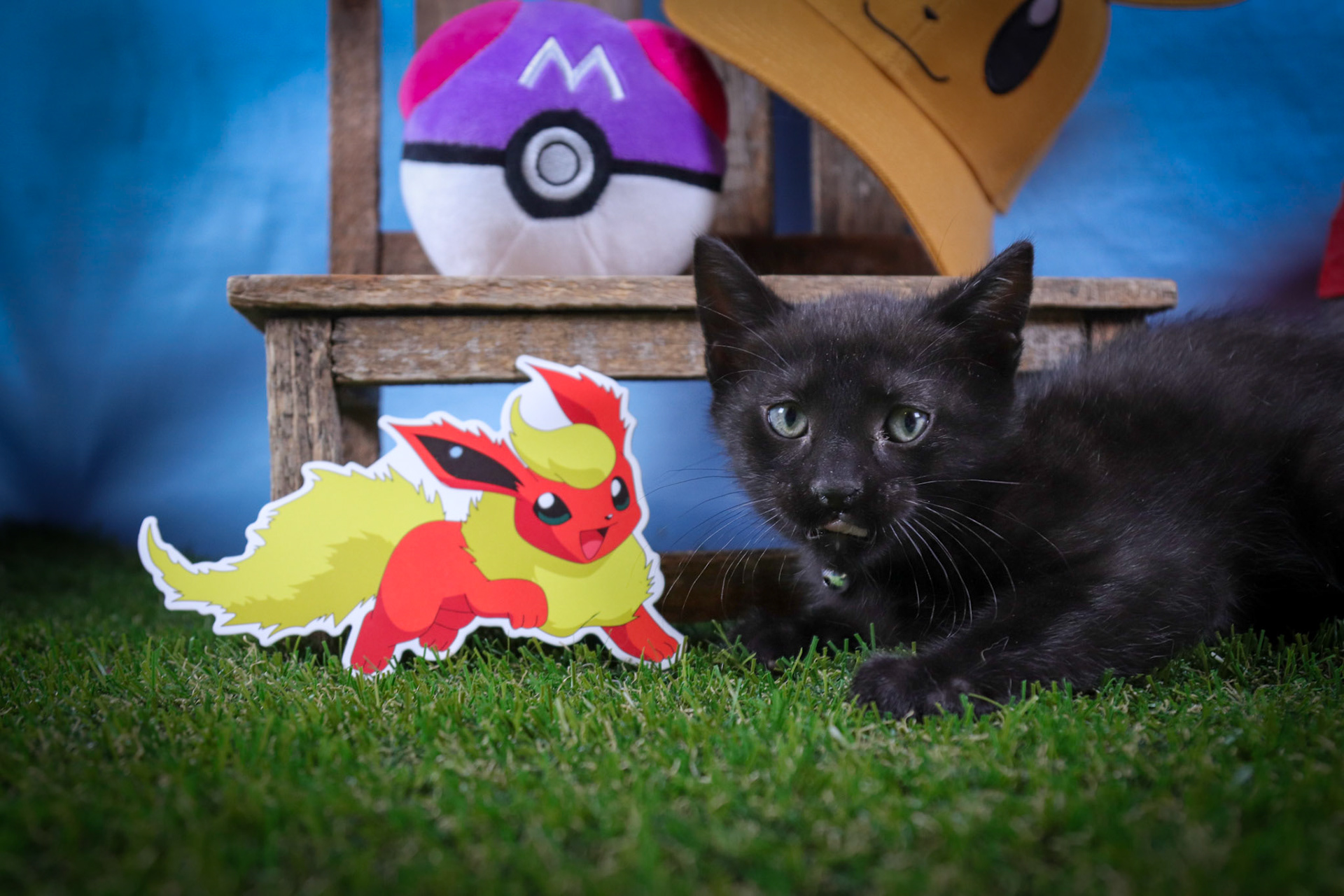 Flareon (M-DSH-Black)