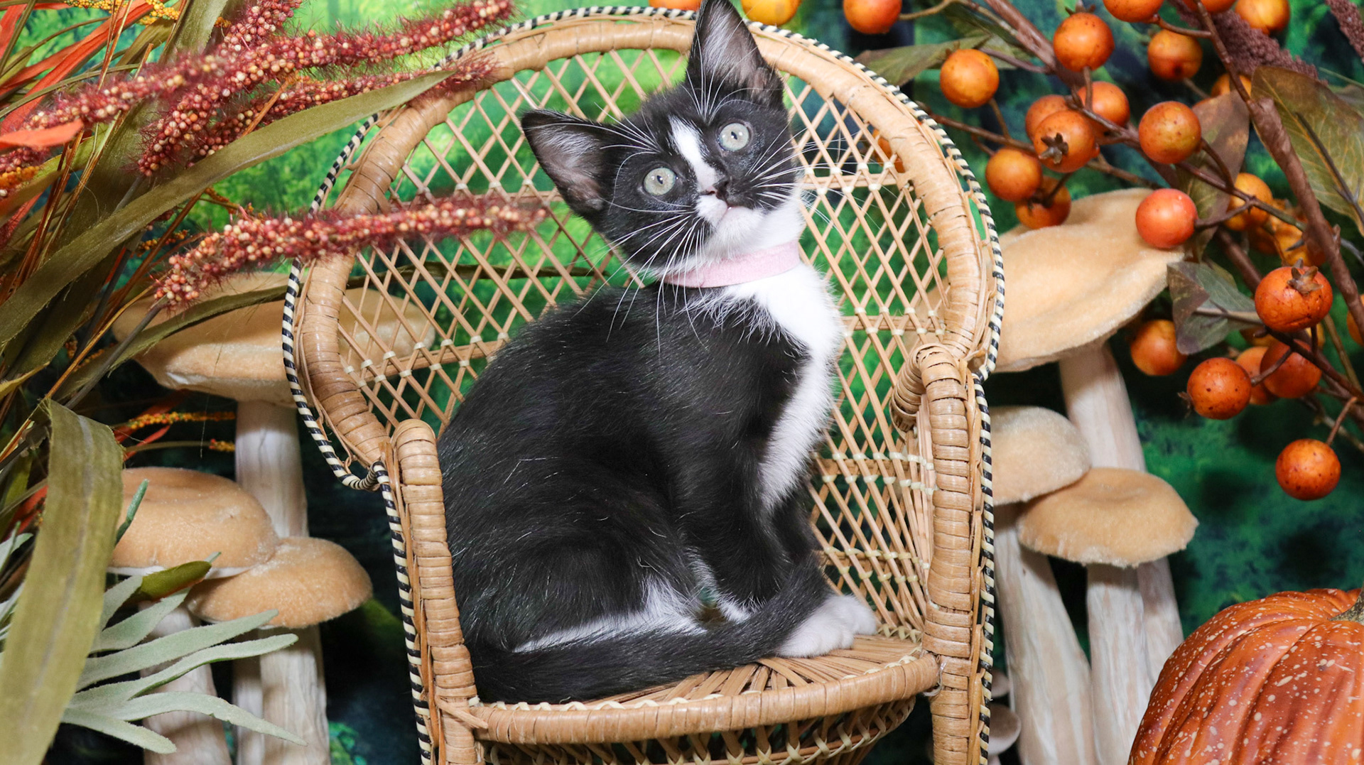 Magnolia (F-DSH-Black/White/Tuxie)