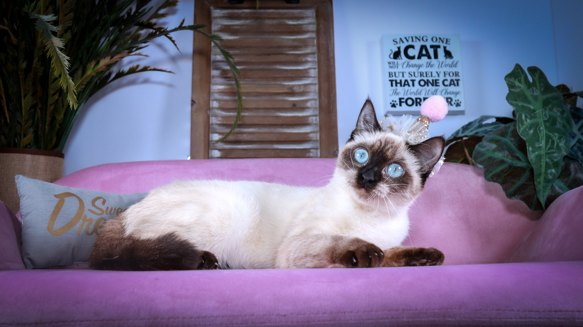 Meci (F-DSH-Seal Point Siamese)