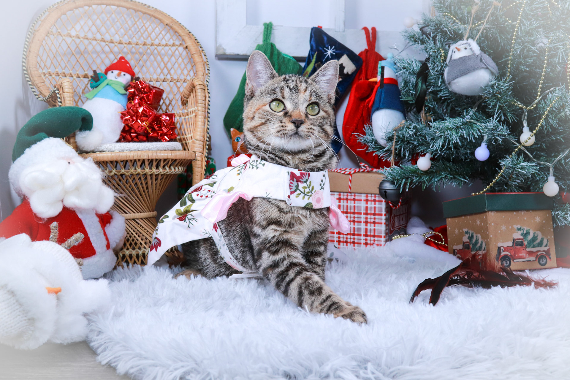 Jillybelle (F-DSH-Tabby)