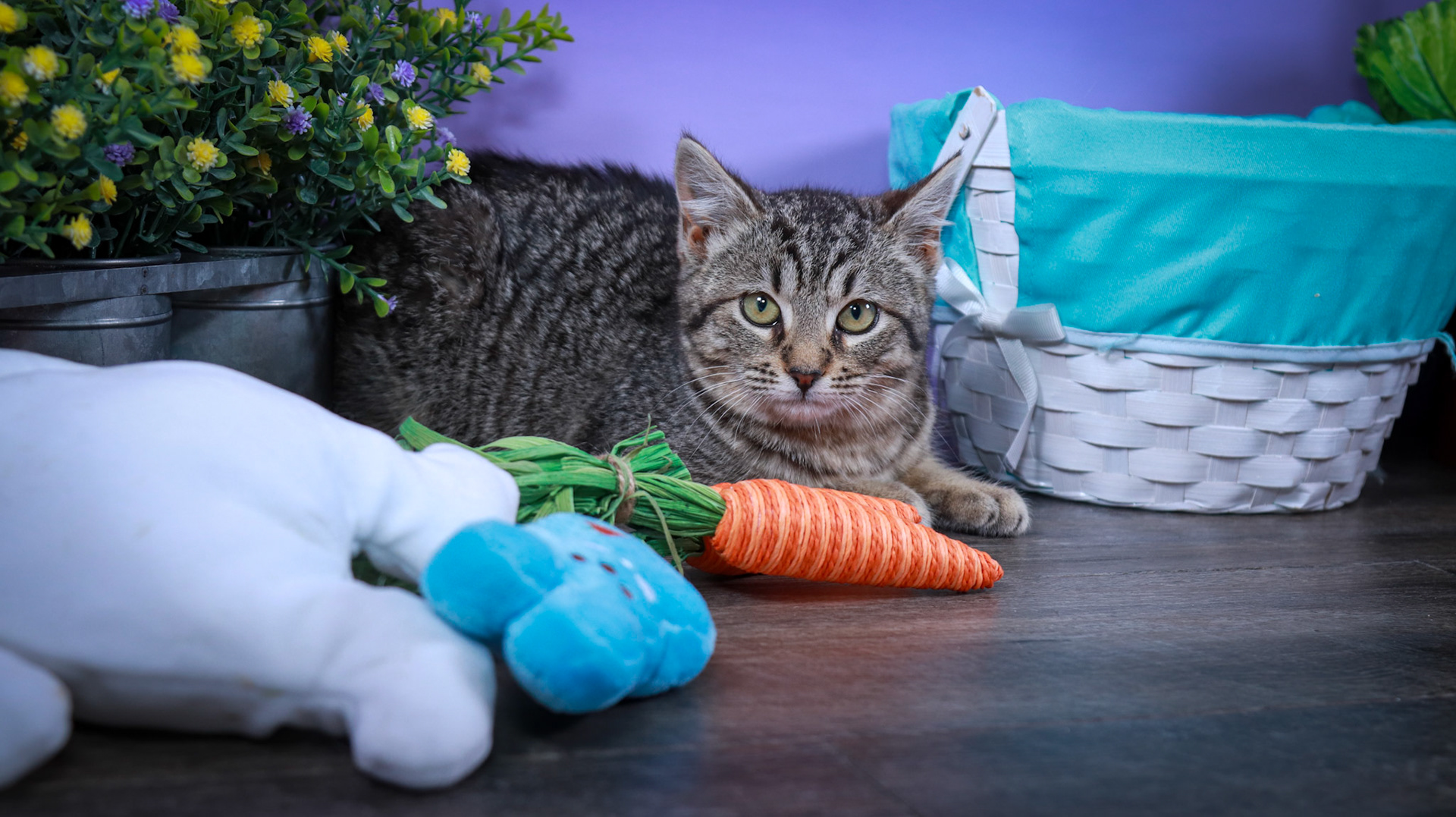 Miles (M-DSH-Tabby)