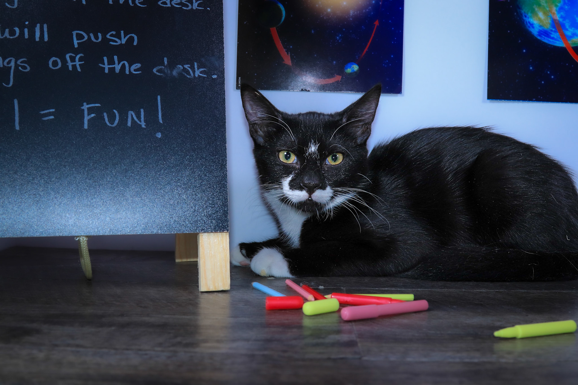 Mittens (M-DSH-Black/White/Tuxie)