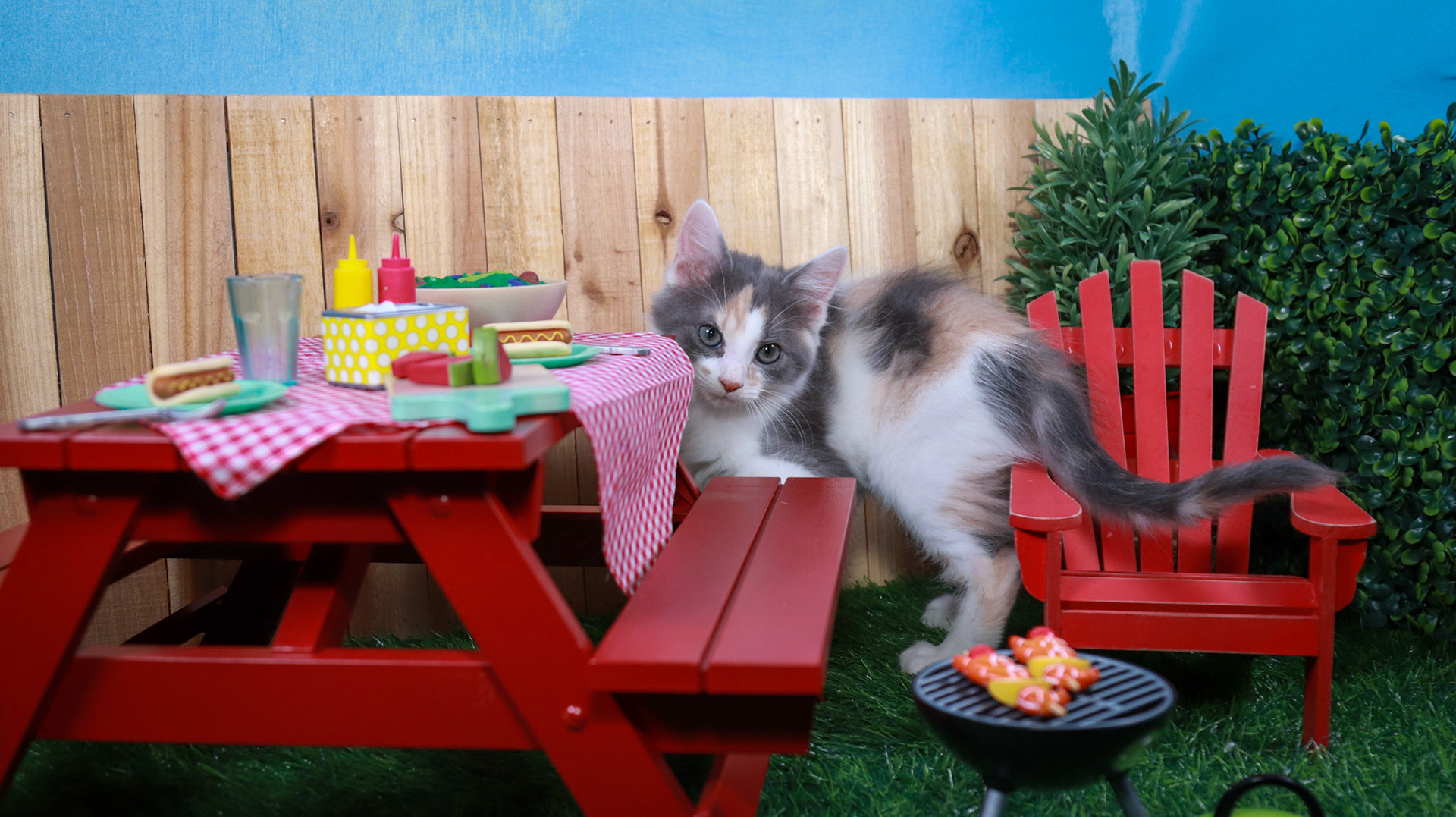 Truffles (F-DMH-Dilute/Calico)