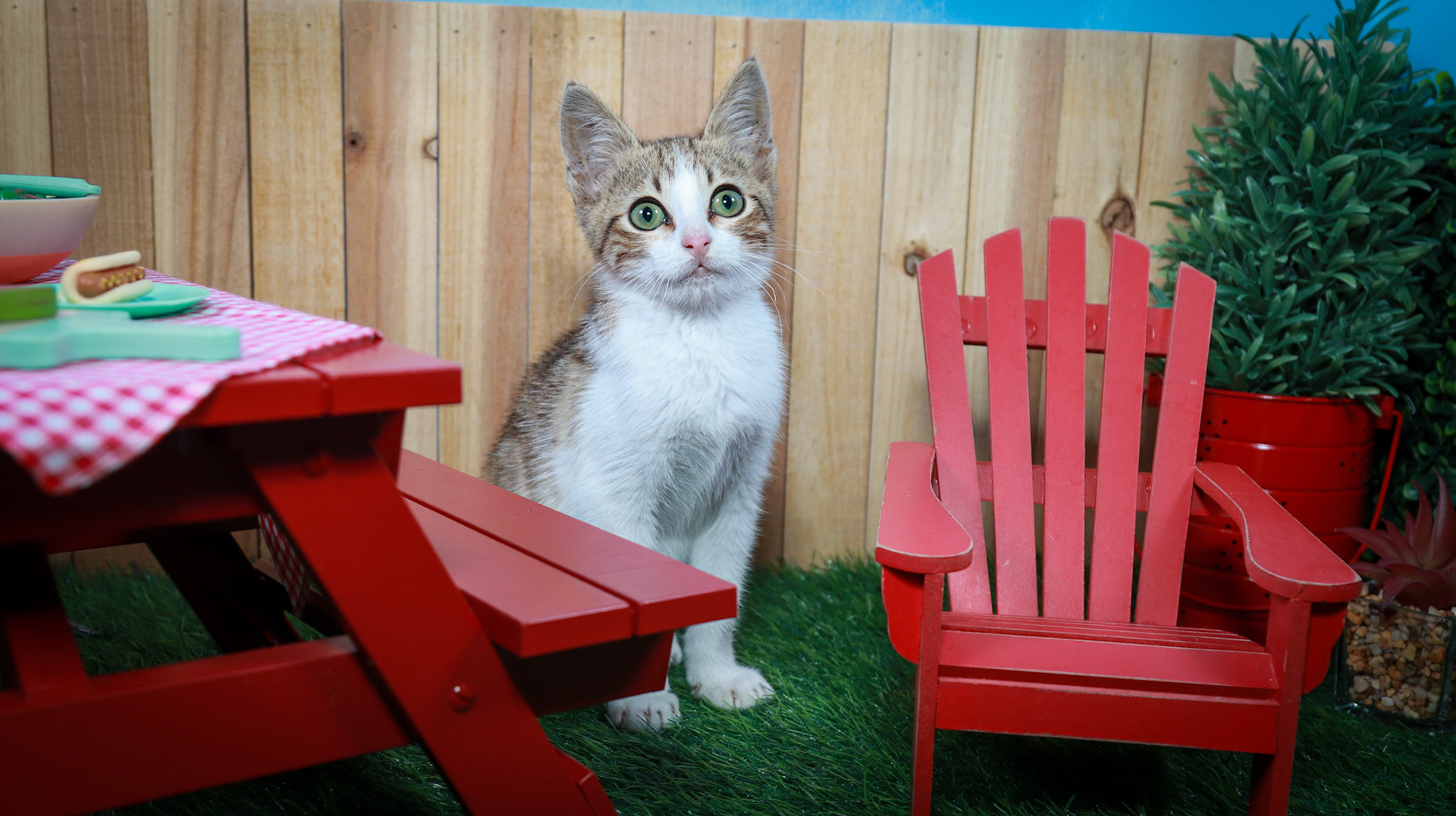 Arthur (M-DSH-Tabby/White)