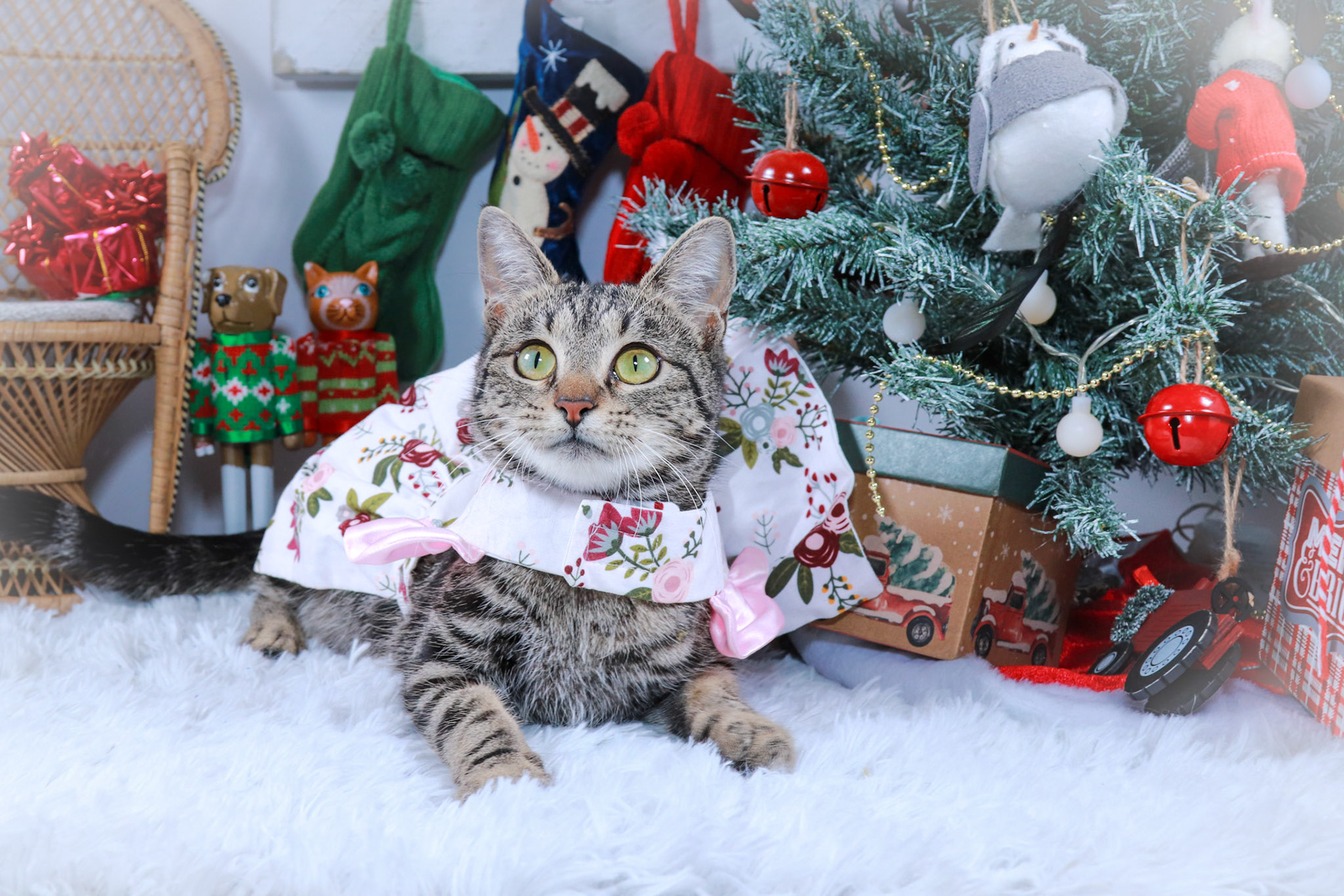 Mei Mei (F-DSH-Bullseye Tabby)
