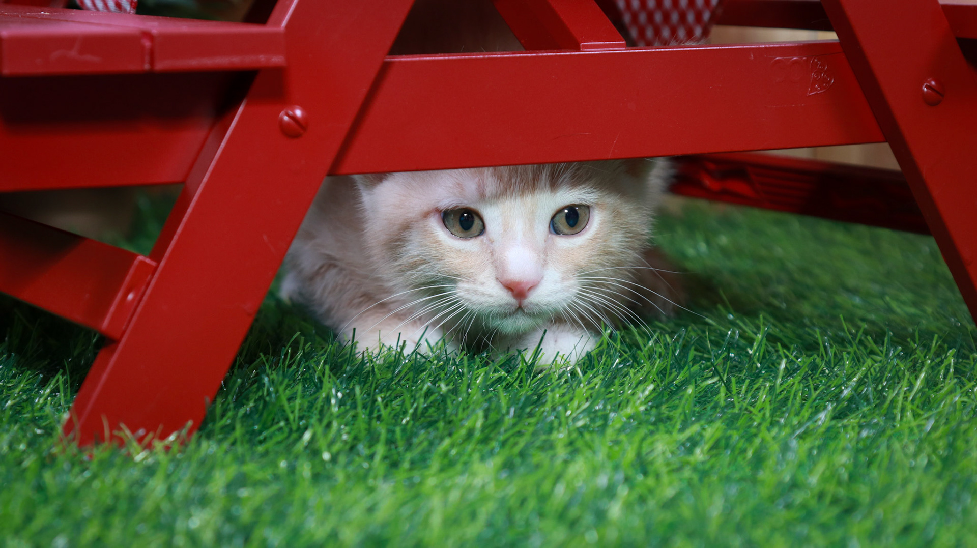 Citrine (M-DSH-Ginger/White/Tuxie)