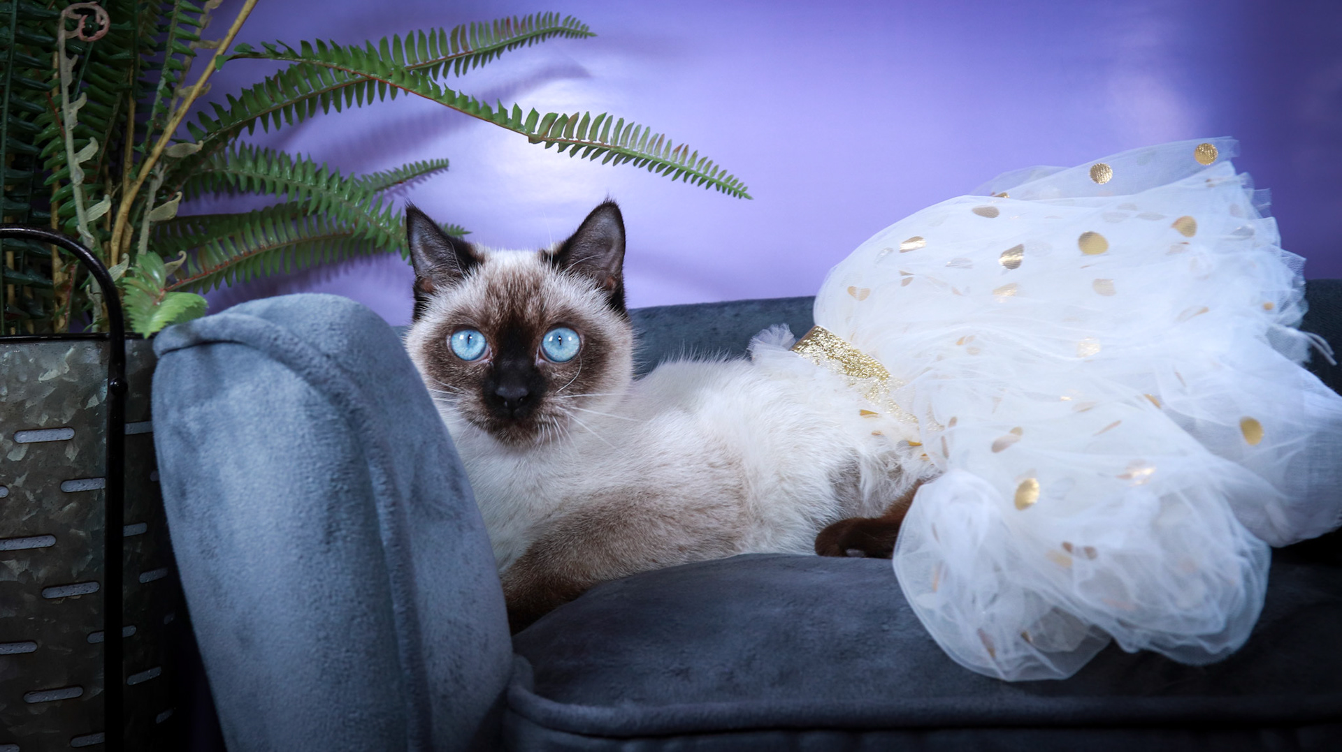 Meci (F-DSH-Seal Point Siamese)