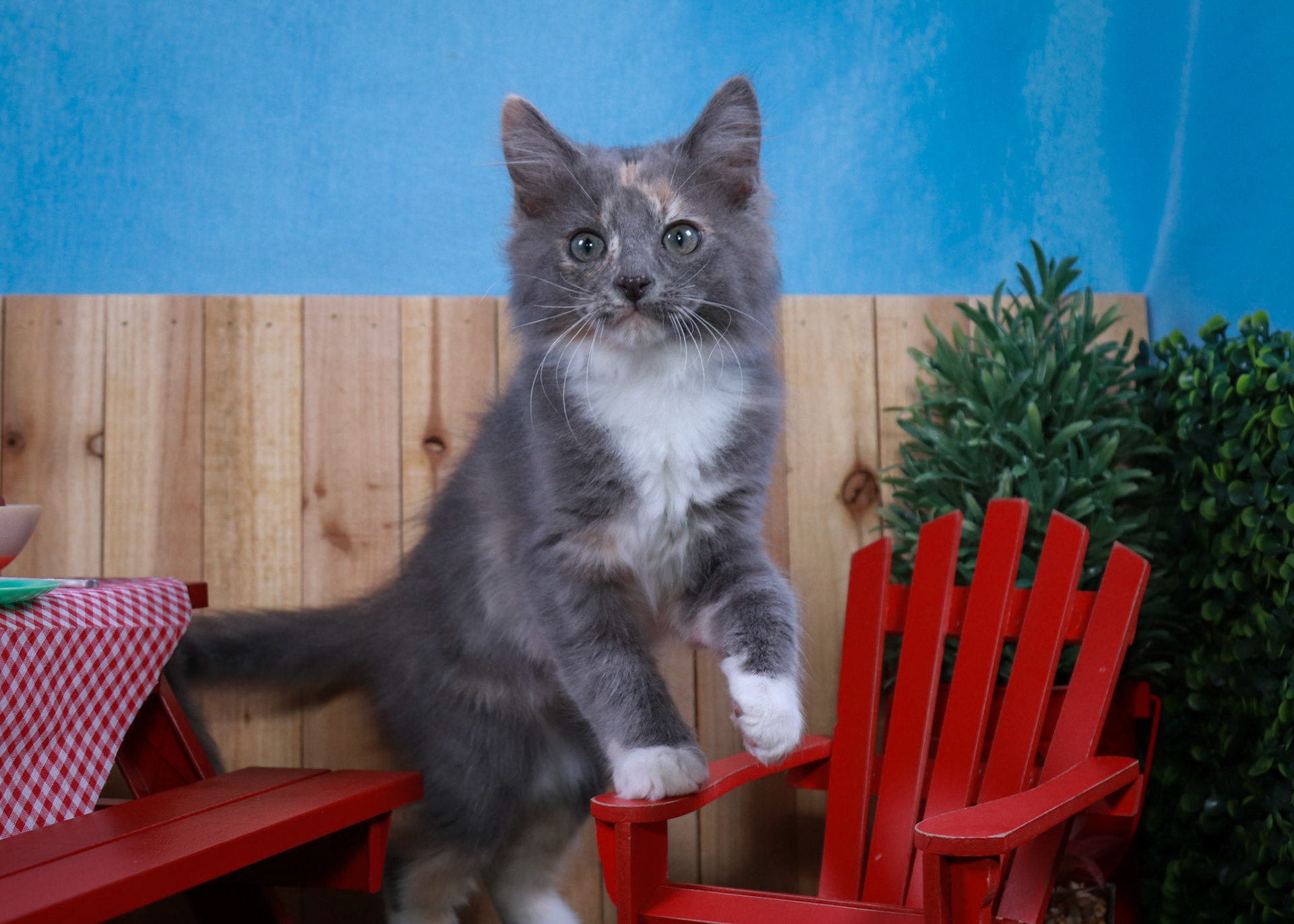 Bean (F-DMH-Dilute/Calico)