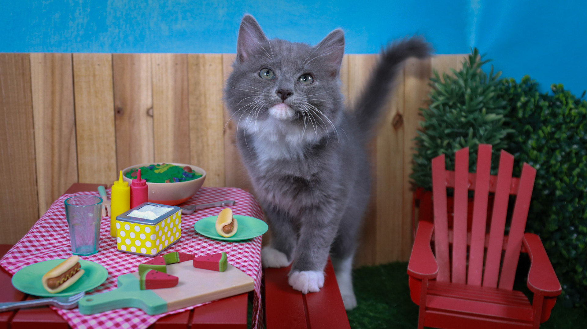 Milo (M-DMH-Grey/White/Tuxie)