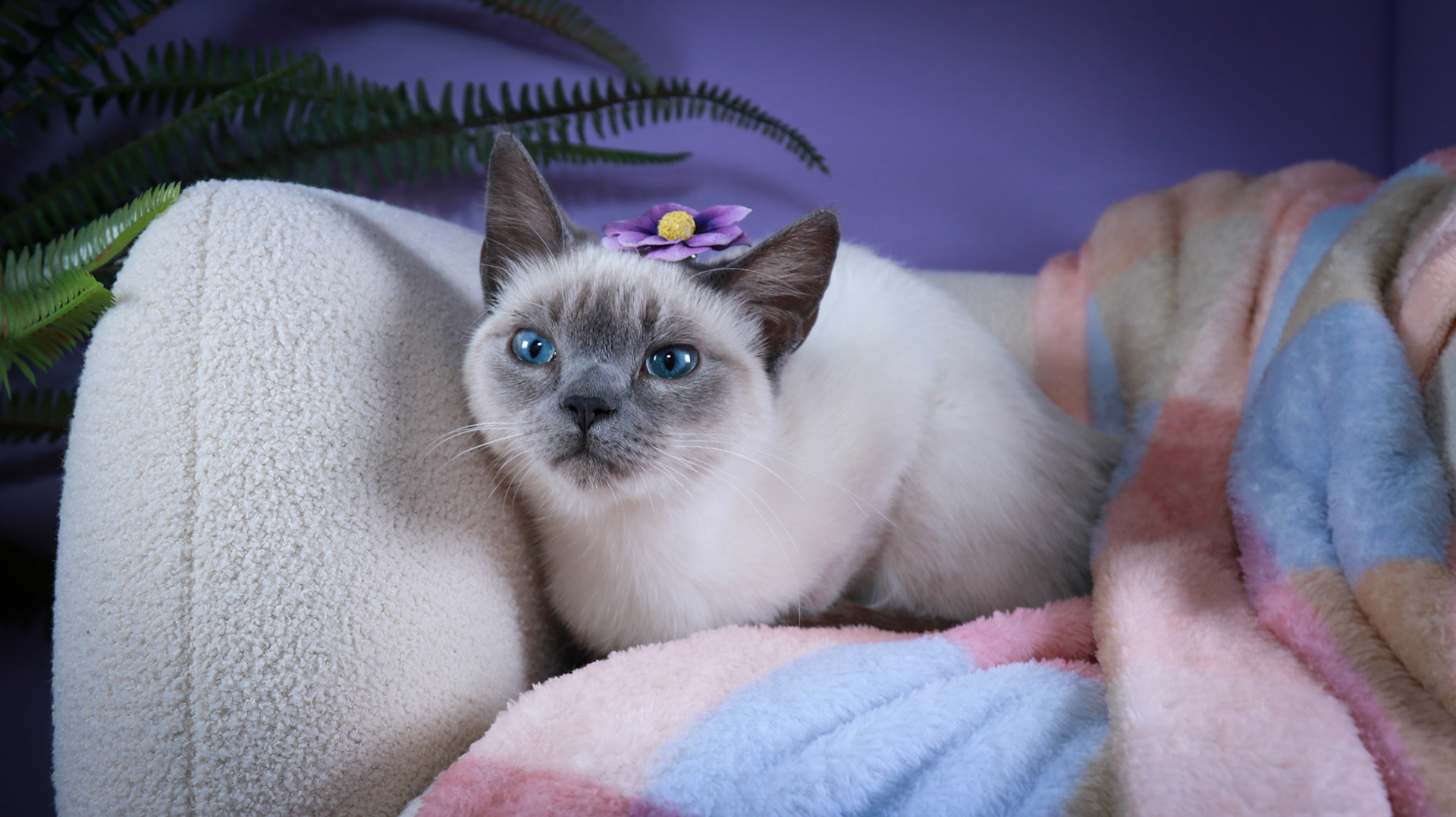 Grit (F-DSH-Siamese)