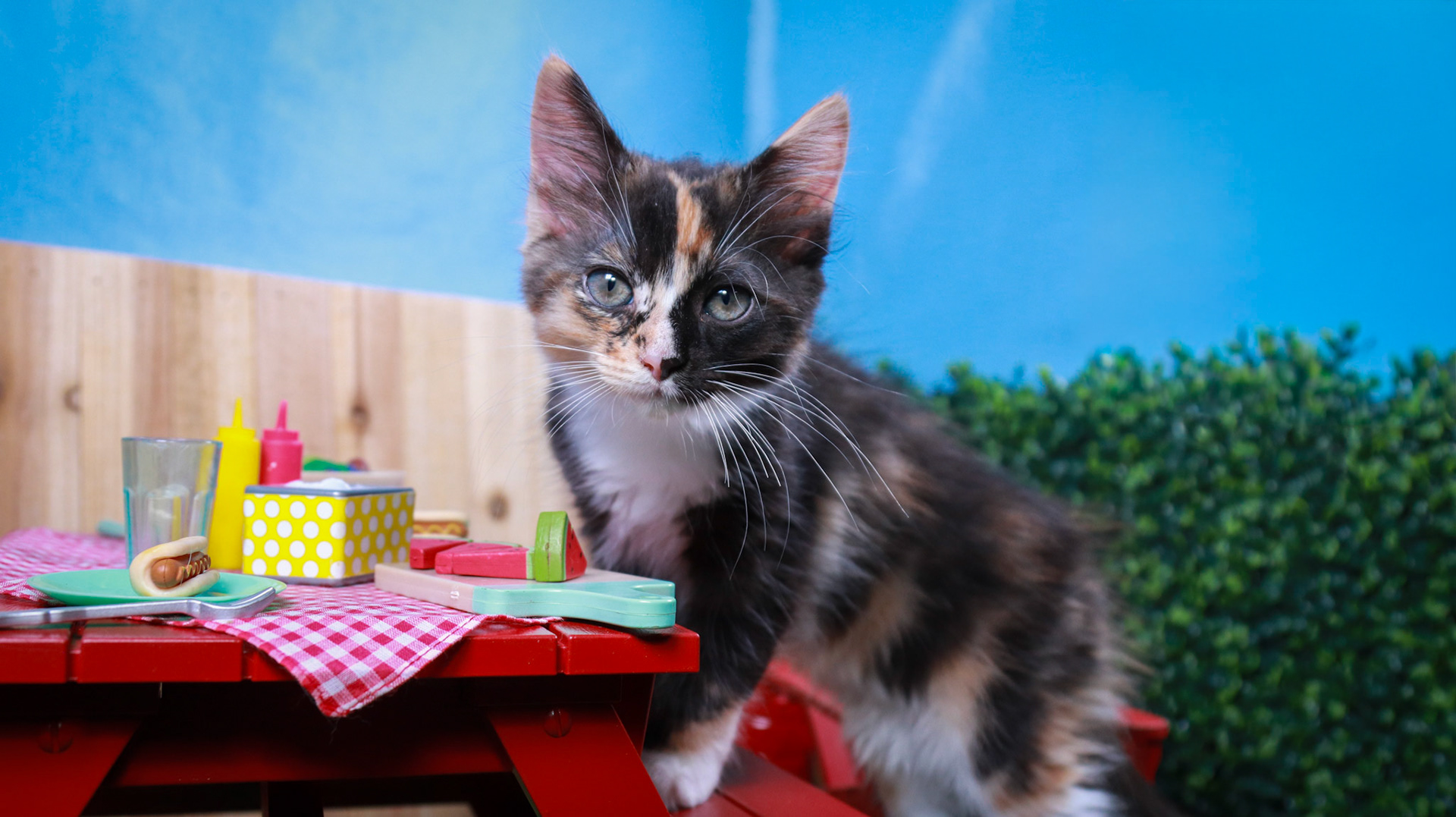 Snickers (F-DMH-Dilute/Calico)