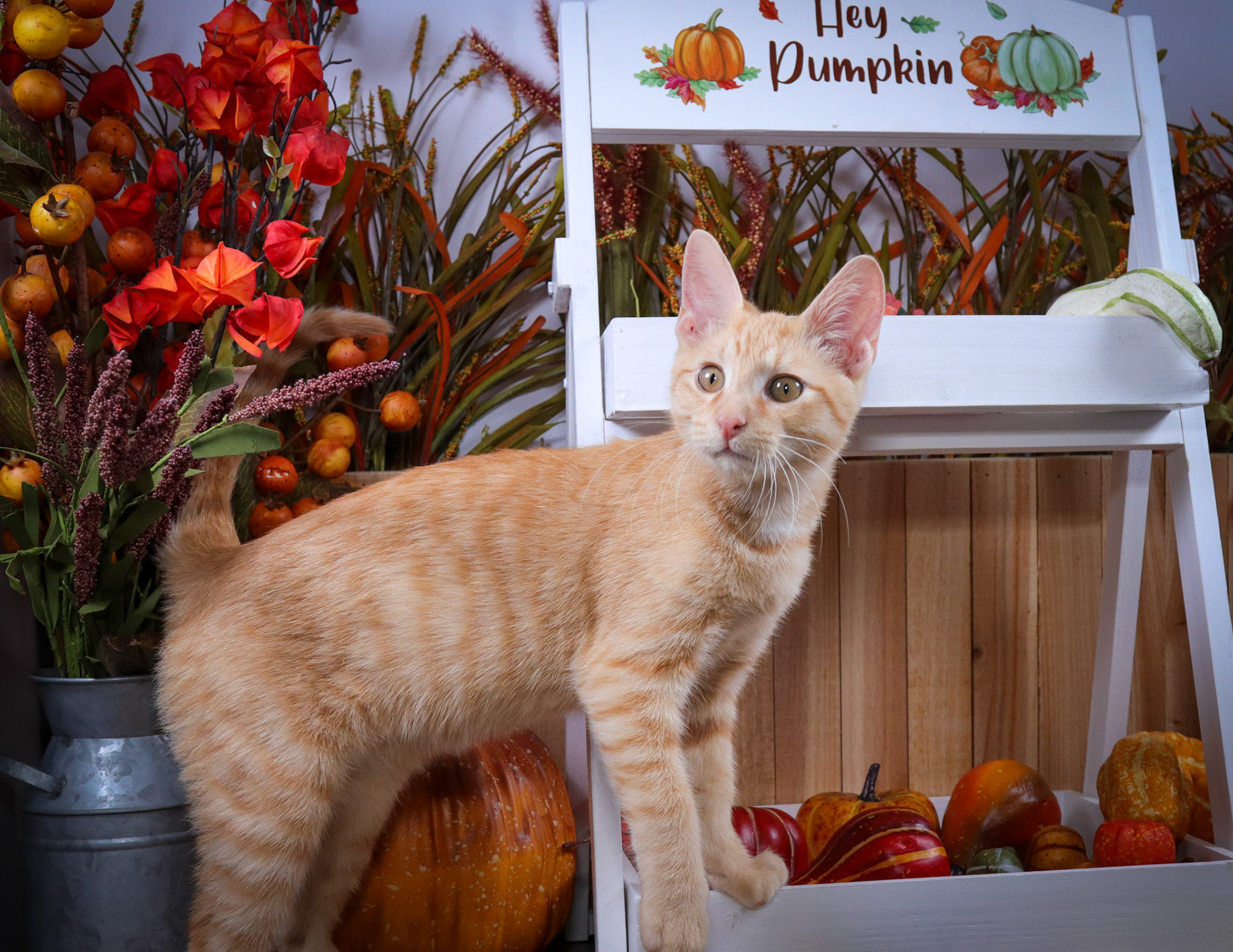 Rusty (M-DSH-Orange/White)
