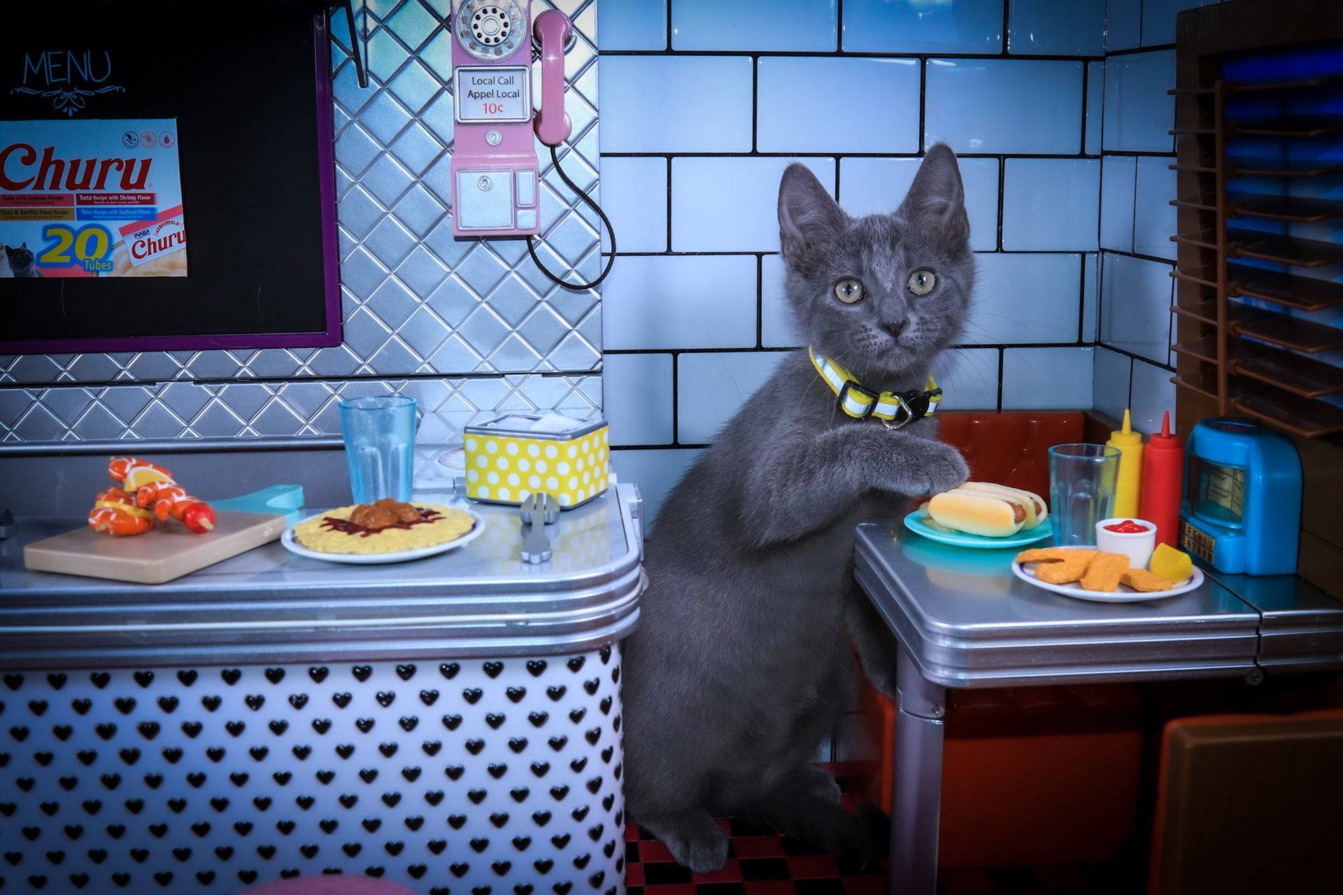 Stark (M-DSH-Gray/Yellow Collar)