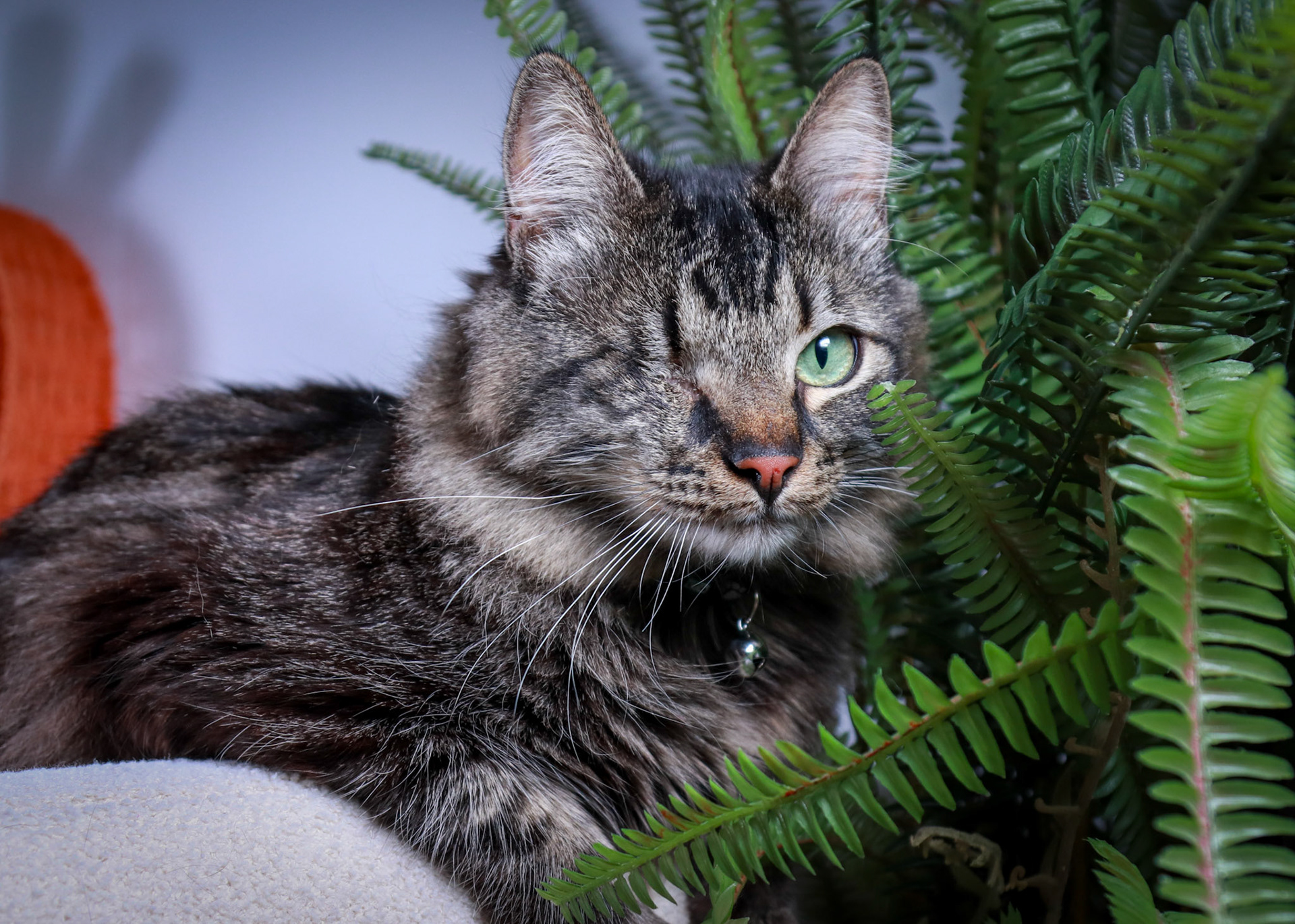 Bucky (M-DMH-Tabby)
