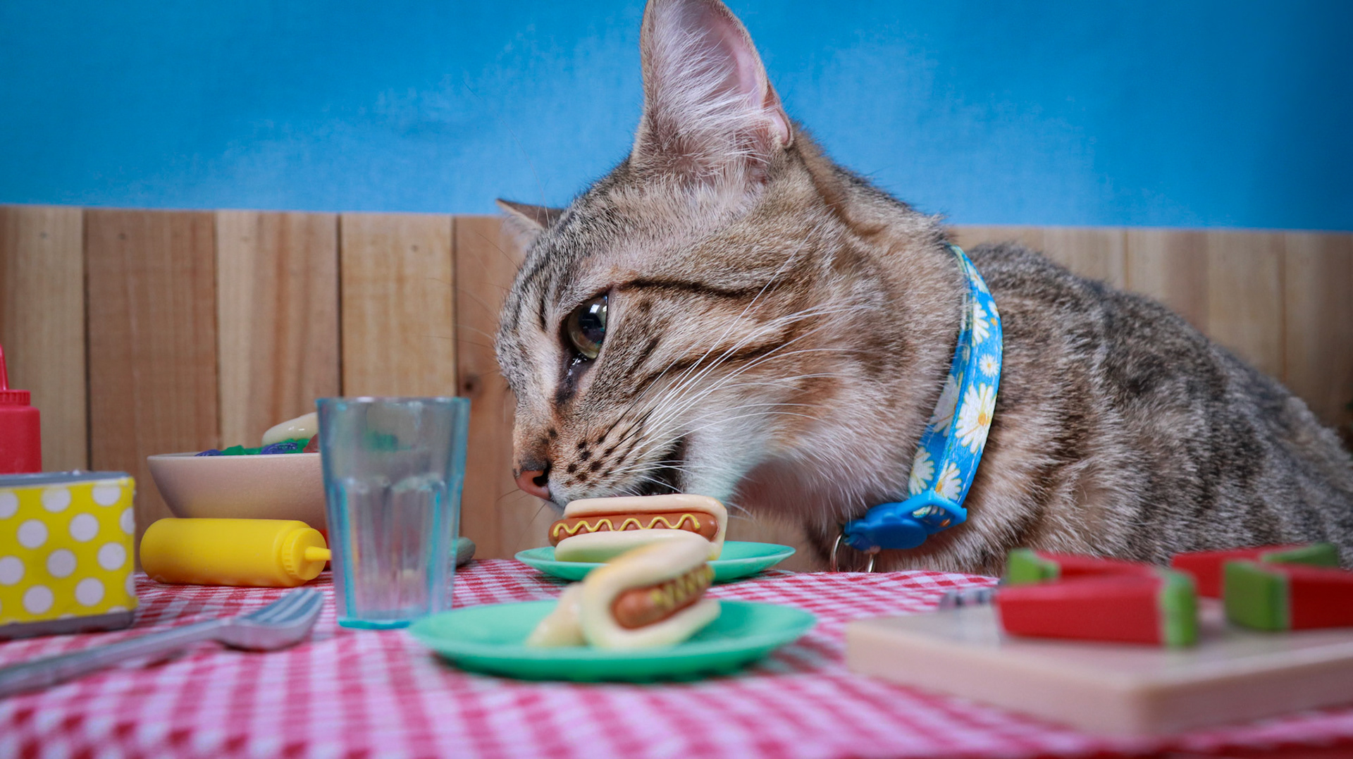 Henry (M-DSH-Tabby)