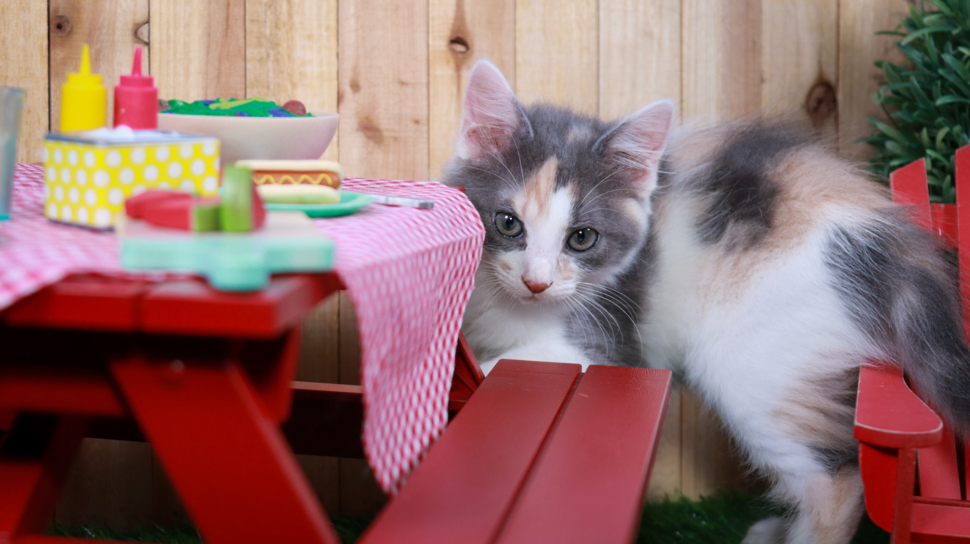 Truffles (F-DMH-Dilute/Calico)