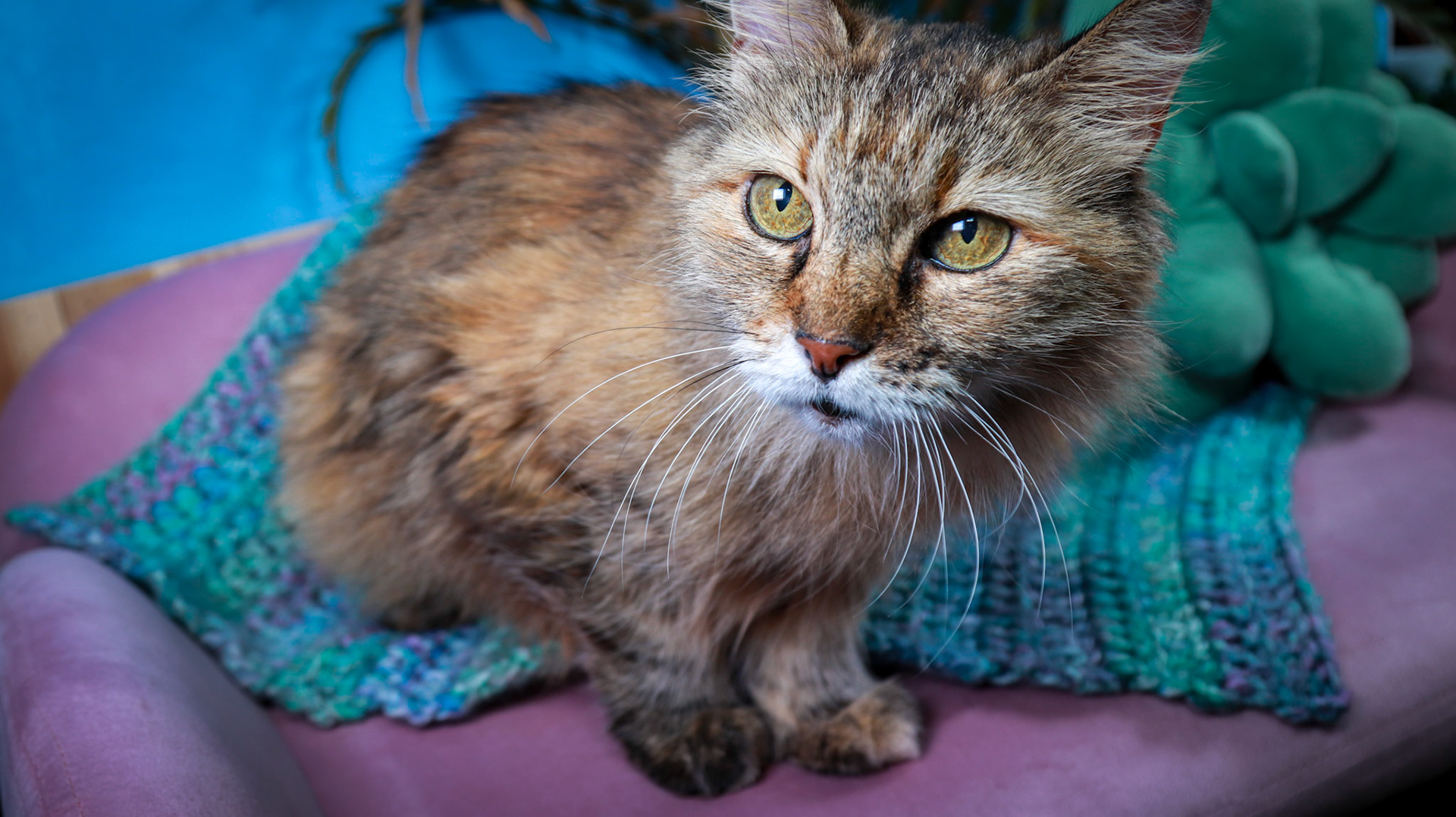 Anda (F-DLH-Brown/Tabby/Manx)
