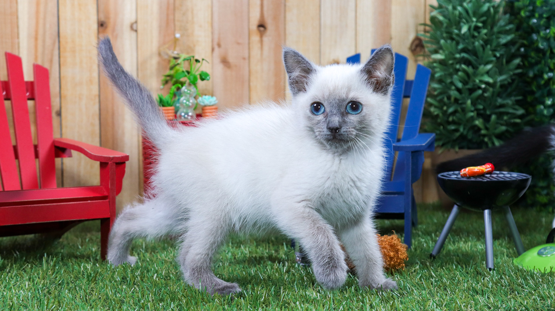 Ferb (M-DSH-Siamese)