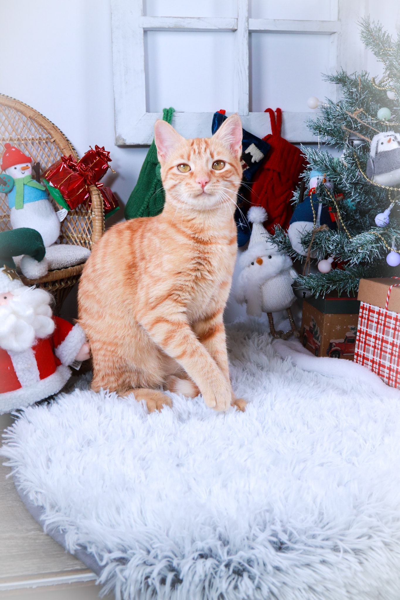Barbie (F-DSH-Ginger)