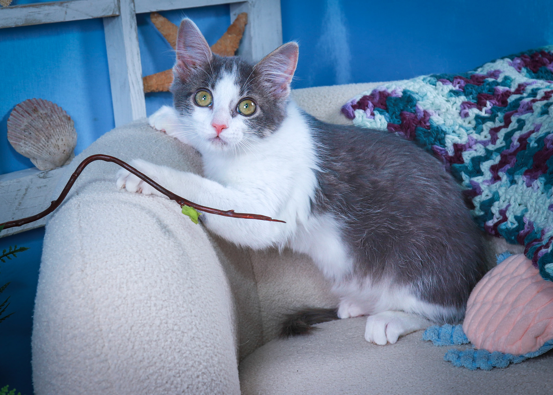 Scarlet (F-DSH-Gray/White)