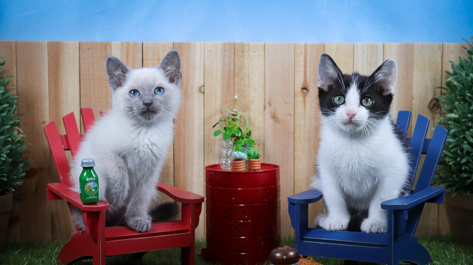 Ferb (M-DSH-Siamese), Phineas (M-DSH-Black/White/Tuxie)